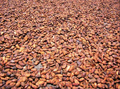 100% органические какао-бобы Криолло