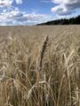 Продаётся Пшеница, Урожай 2021